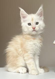 Maine Coon Boys abzugeben