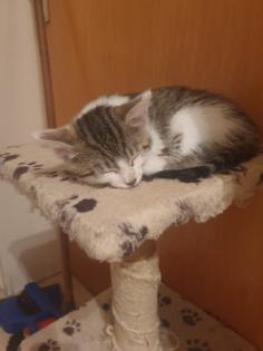 Katzen Kinder Kitten