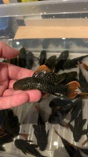 L600 nz potamotrygon cichla Diskus l46