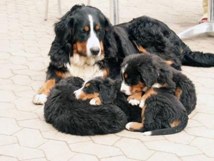 Berner Sennenhunde Welpen v. Eifelberghof Auwer Land