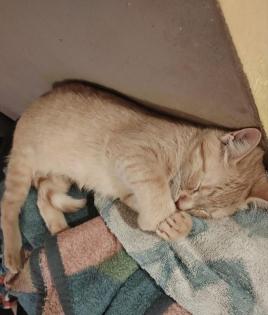 Rot Haar Katze