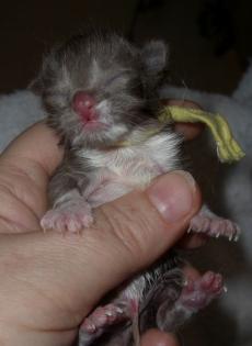 Zwei BKH - Kitten suchen noch ein neues zu Hause