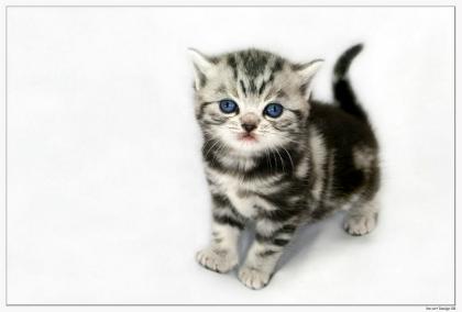 Träume in Marmor Britisch Kurzhaar Babys silver-tabby