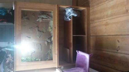 Bartagamen Pärchen großes Holzterrarium