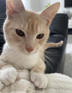 Kater abzugeben europäische Kurzhaar