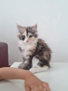 Wunderschönes Maine Coon kitten