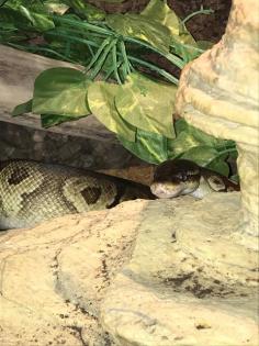 Komplett Terrarium mit 2 königspythons