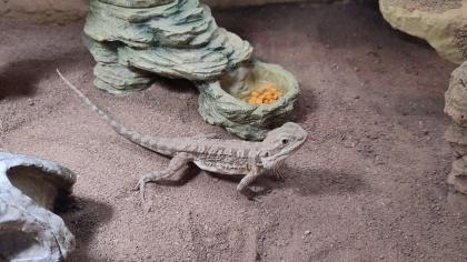 Weibliche Zwergbartagame mit Terrarium und Zubehör abzugeben