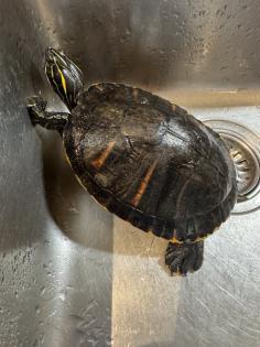 Wasserschildkröte Pseudemys Nelsoni