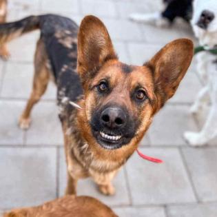 Geronimo. liebenswerter Familienhund