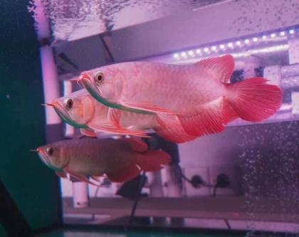 SUPER RED Arowana fisch zu verkaufen