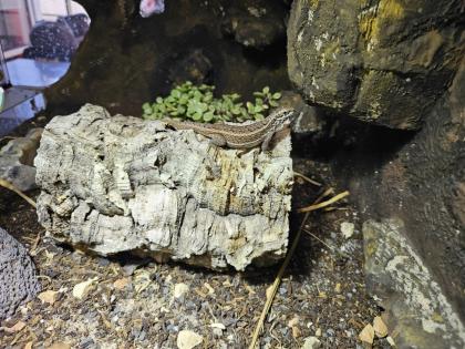 Buntes Maskenleguan-Weibchen in liebevolle Hände abzugeben