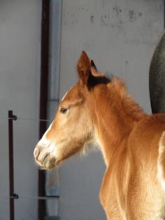 Typvolles Reitpony-Hengstfohlen mit sehr guten Grundgangarten