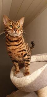 Unsere Süße Bengalkatze Cleo hat 3 Süsse Kitten bekommen