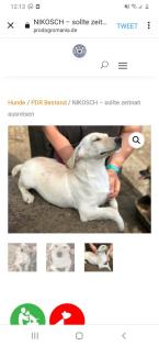 Tolle Welpen, Junghunde Hundesenioren