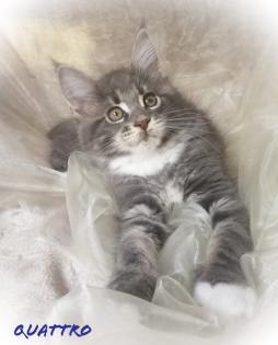 Maine Coon Blue Silber Junge