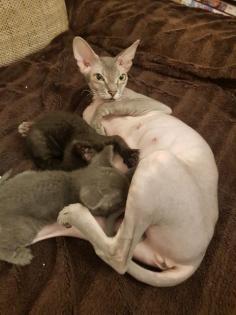 Katzen Babys