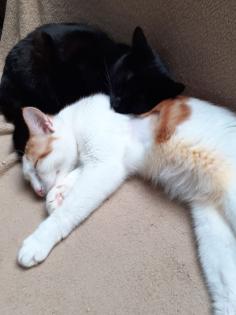 Bagheera Smokey suchen dringend ein Zuhause aus dem Tierschutz / gechipt, geimpft, kastrier