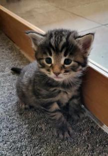Norwegische Waldkatze Kitten/Baby