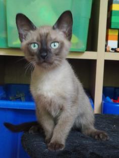 Siam - Thai - Burma - Tonkanesen - Kitten