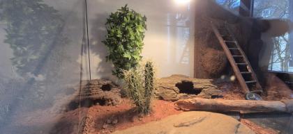 Leopardengecko in Terrarium inkl. üppigen Zubehör