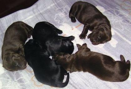 Flat Coated Retriever Welpen in dark-liver und schwarz
