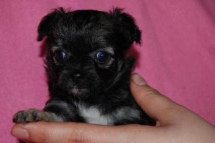 Typvolle, hübsche Chihuahuawelpen Lang u. Kurzhaar mit Papieren