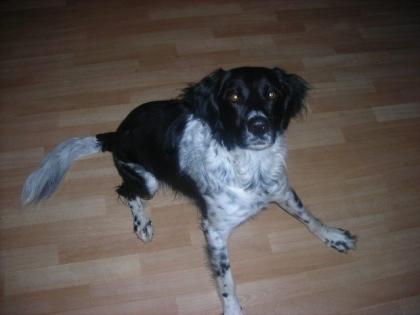 Liebevoller 5 Jahre junger Münsterländer sucht ein neues Zuhause
