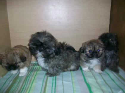 Shi-Tzu yorky welpen
