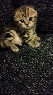 Verkaufe BKH Kitten