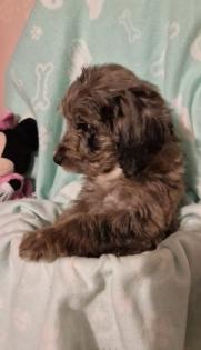 Miniature Aussiedoodle Welpen