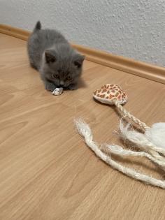 BKH Kitten, Britisch Kurzhaar, Katzenbabys, Kitten