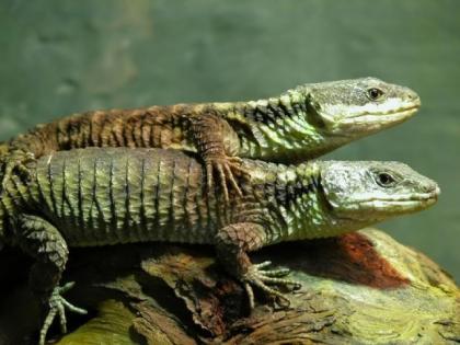 Zwerggürtelschweif Cordylus tropidosternum zu vergeben