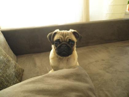 Mops zu verkaufen