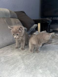Bkh kitten abgabe bereit