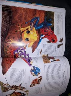 Wie Tiere leben Tierbuch mit tollen Illustrationen für Kinder gut