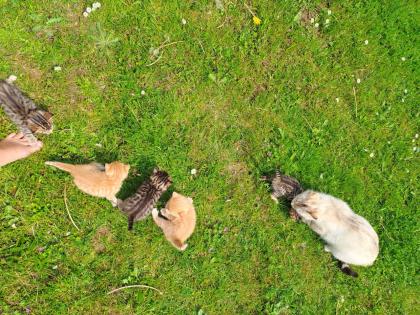 Edelmix Sibirische Waldkatze und Bengal Kitten