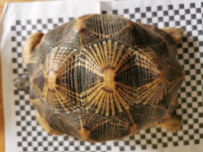 Geochelone Radiata 0. 4 weibchen
