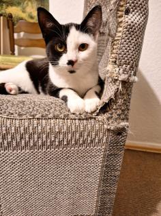 Junge Katze 3-4 Monate in guten Händen ab zu geben