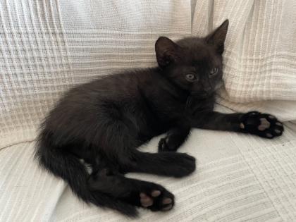 Katzen Babys abzugeben