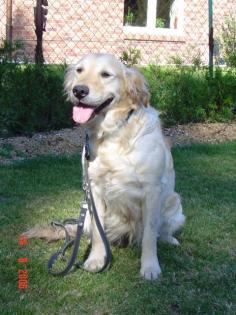 Golden Retriever Hündin