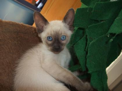 Siambabys, super verschmust, wunderschöne blaue Augen