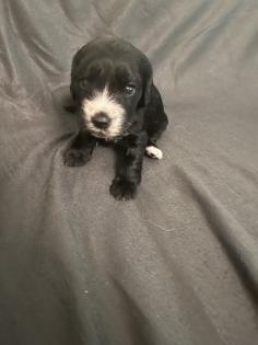 Beagle Cocker Spaniel Welpen