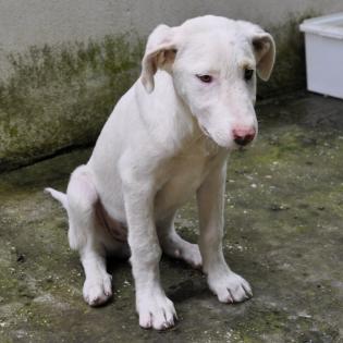 Lakis / Status sucht ein Zuhause