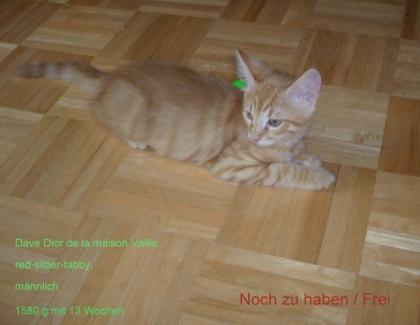 Reinrassige Türkisch Angora Katzenbabykaterchen