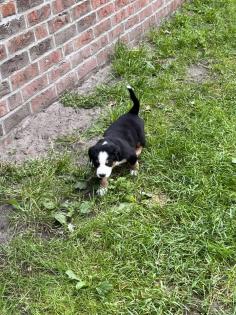 Schweizer Sennenhund Welpen