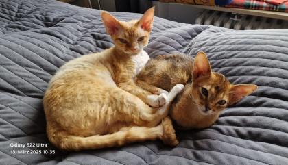 Devon Rex Kater Amour 10 Monate, kastriert - verspielt und sehr liebevoll