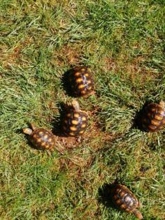 Koehlerschildkroeten Nachzuchten