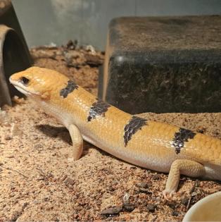 2 x Peters Banded Skink Tunesischer Nachtskink