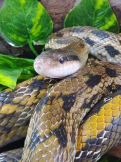 Orthriophis taeniurus frisei - Taiwanesische Schönnatter NZ 21